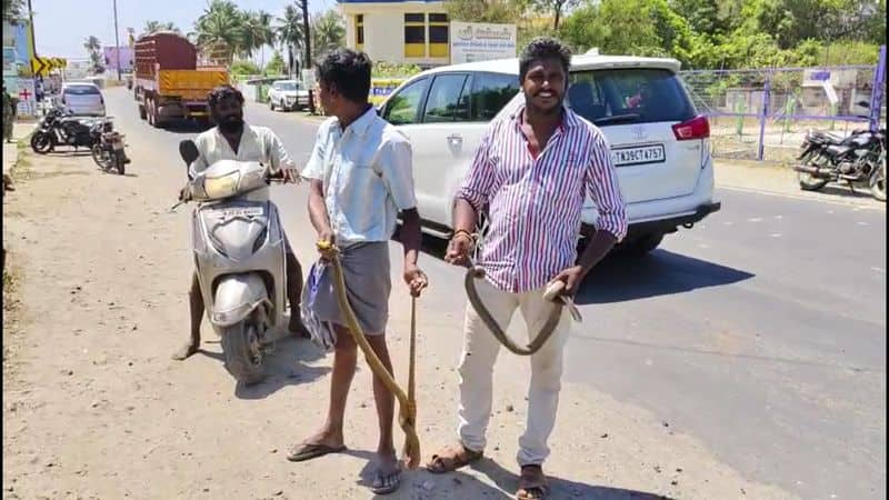 2 snakes captured at residence in rasipuram in namakkal district vel