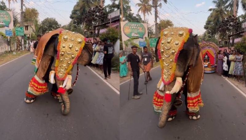 elephants Kaavaalaa dance went viral wait there is a twist rlp