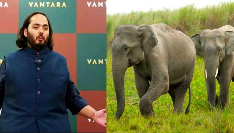 Anant Ambani s Vantara programme  Over 200 elephants, 1000 crocodiles, 3000 acres of land