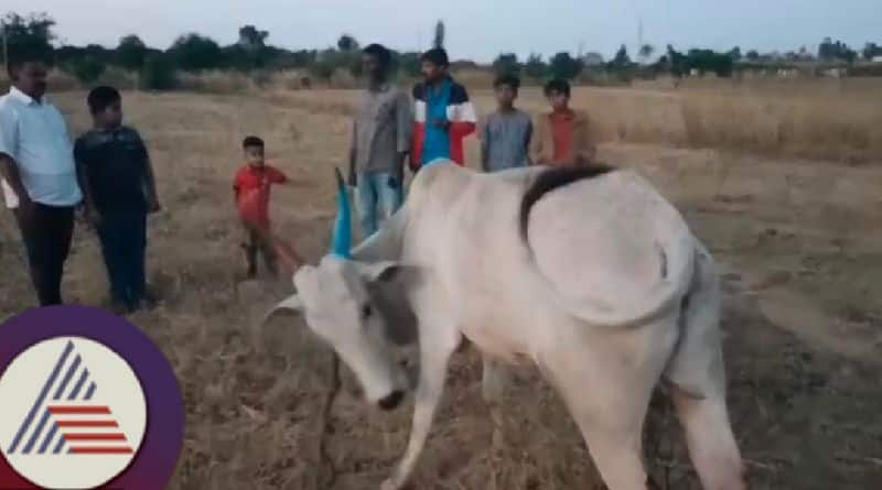 Tibetan farmer assault cows and bulls for entering crop at chamarajanagar rav