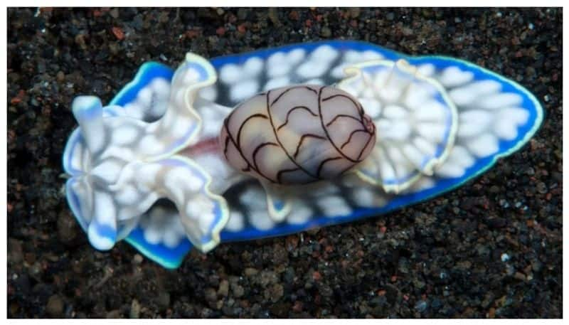 new species of head-shield sea slug named named it in the honour of President Droupadi Murmu bkg