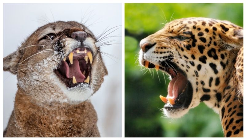 Puma and Jaguar arrive in India India launches new plan for wildlife exchange bkg