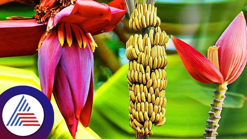 Health Tips Banana Flower Benefits which keeps fit roo