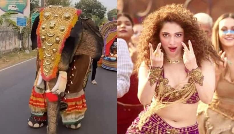 FACT CHECK: Elephant dances to Tamannaah Bhatia's 'Kaavaalaa' song from 'Jailer' goes viral, Here's the truth 