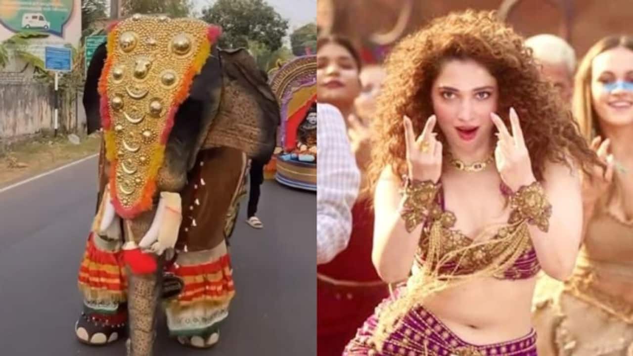 FACT CHECK: Elephant dances to Tamannaah Bhatia's 'Kaavaalaa' song from 'Jailer' goes viral, Here's the truth 
