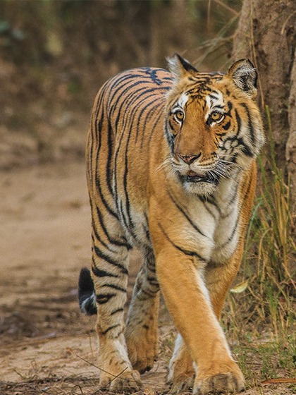 Ranthambore National Park, Rajasthan