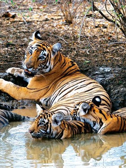 Kanha Tiger Reserve, Madhya Pradesh