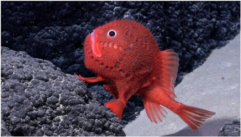 walking fish rare bright red creature found during deep sea expedition SSM