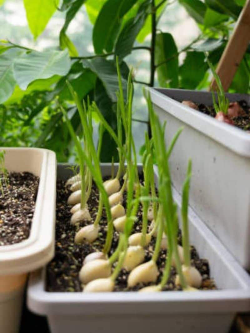 grow garlic in home tips rlp