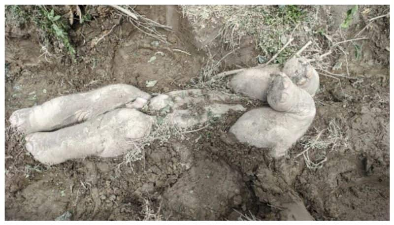 Study reverals Asian elephants bury their babies when they die bkg