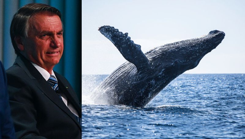 former Brazil president Jair Bolsonaro  under investigation for  harassing whale etj