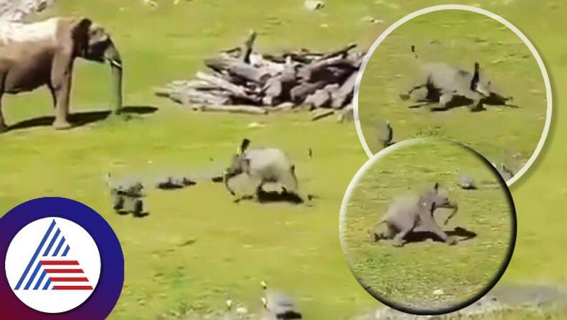 Baby elephant while playing with birds tumbles what happens next sum