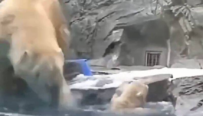 mama polar bear saves cub from drowning video rlp