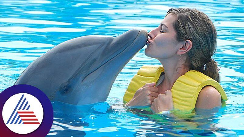 Relationship between human and Dolphin pav