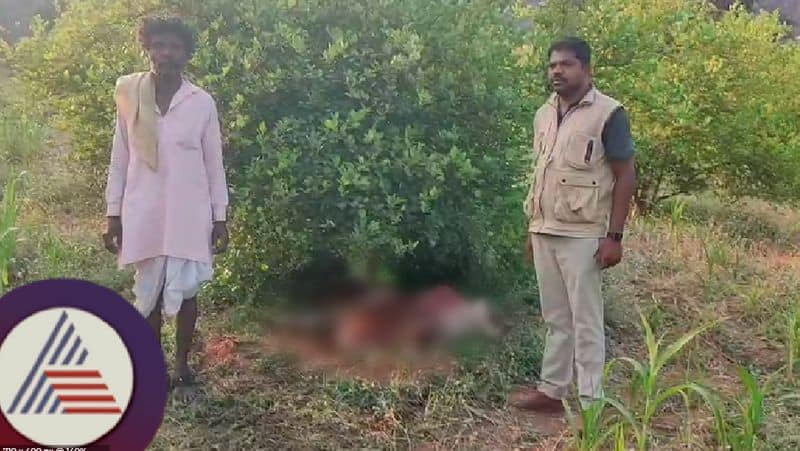 Leopard attack on cow in jalahalli at raichur rav