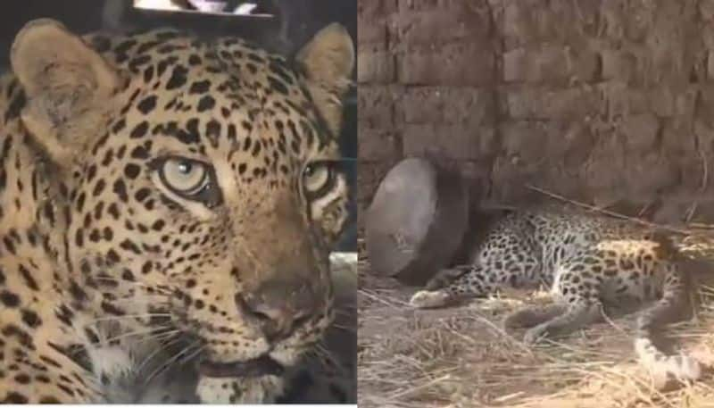 Leopard stuck its head inside metal pot and create terrified situation in residential area for hours before forest department comes for rescue etj