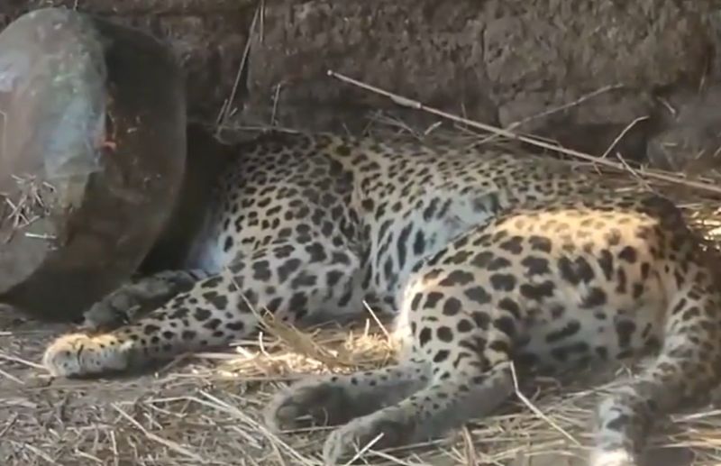 The leopard is trapped in the pot with its head stuck. Video goes viral..ISR