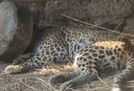 Viral Video: Forest officials rescue leopard trapped in metal pot in Maharashtra (WATCH)