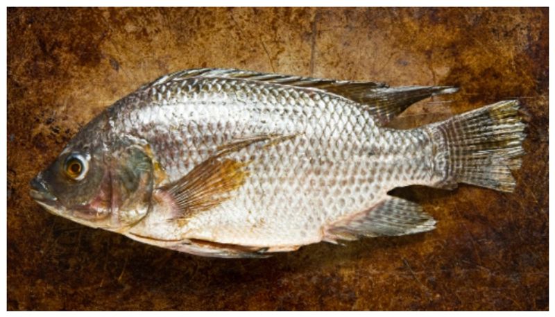 the benefits of Tilapia bkg