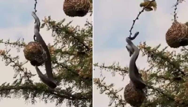 birds attacking snake try to steal egg rlp