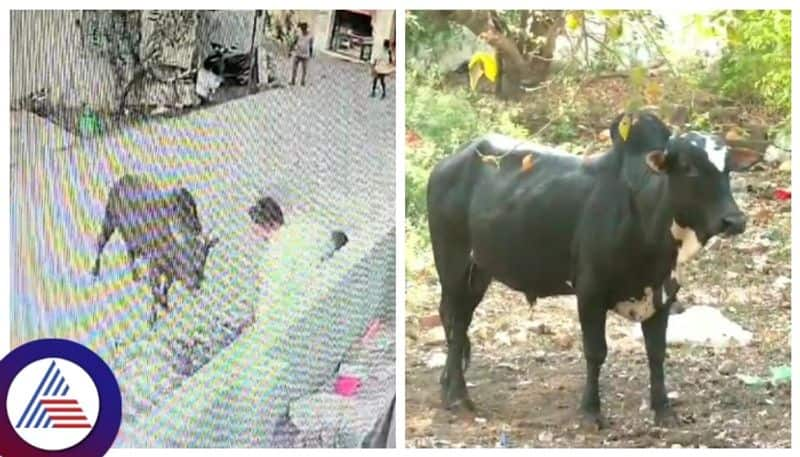 Chitradurga people are shocked by the bull Attack gow