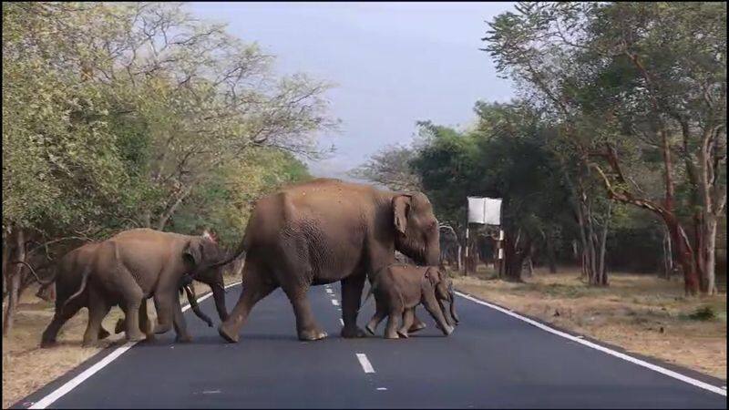 A baby elephant separated from its mother has been reunited with the elephant herd in Erode district vel