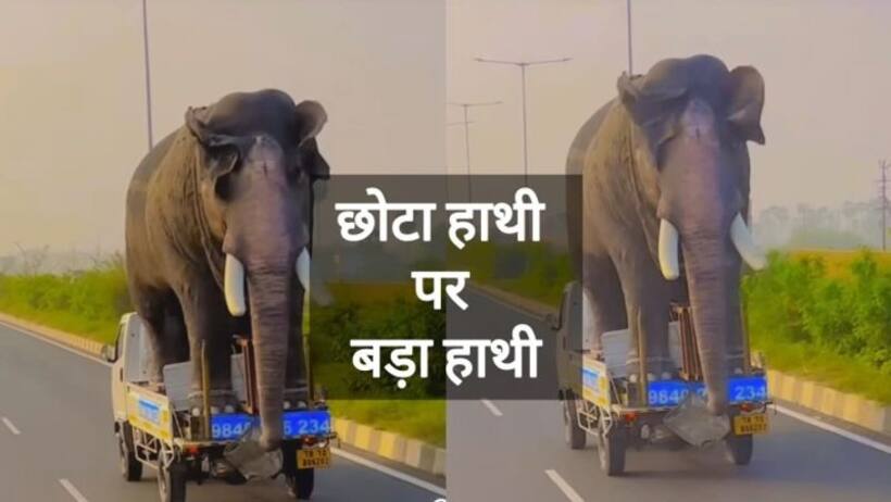 मजेदार वायरल वीडियो  छोटा हाथी पर सवारी करता बड़ा हाथी, लोग बोले टाटा है तो भरोसा है