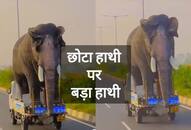 viral video of elephant riding on chota hathi zkamn