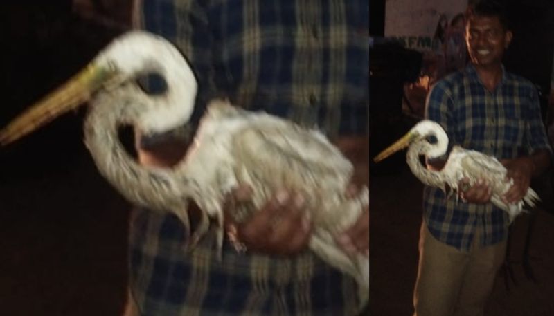 common crane bird rescued from thrissur etj