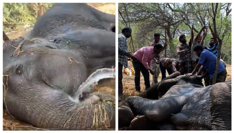 Video Of Forest Department Officials Treating A Sick Elephant In Sathyamangalam Forest Goes Viral BKG