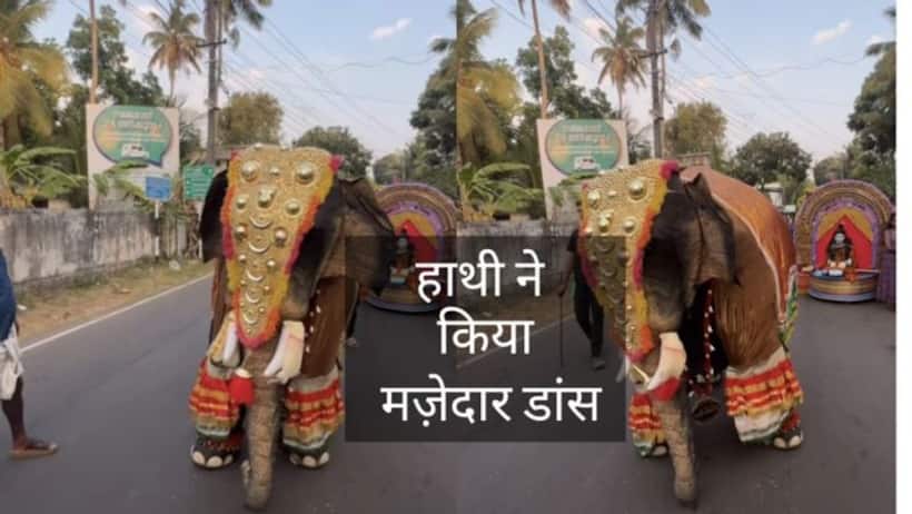 मज़ेदार वायरल वीडियो  सुंदर आउटफिट पहनकर हाथी ने किया डांस