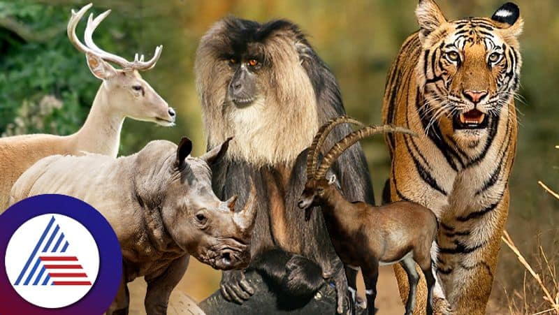 Animals which we can see only in India pav