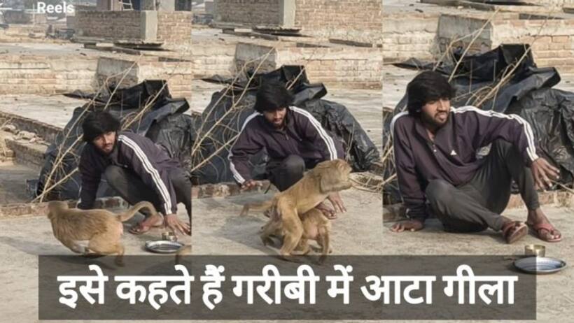 एक पराठा आधी कटोरी दाल छीन ले गए बंदर  लोग बोले नजर हटी दुर्घटना घटी
