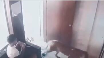 Viral Video: A 12-year-old traps a leopard; netizens call it a heroic act (WATCH)