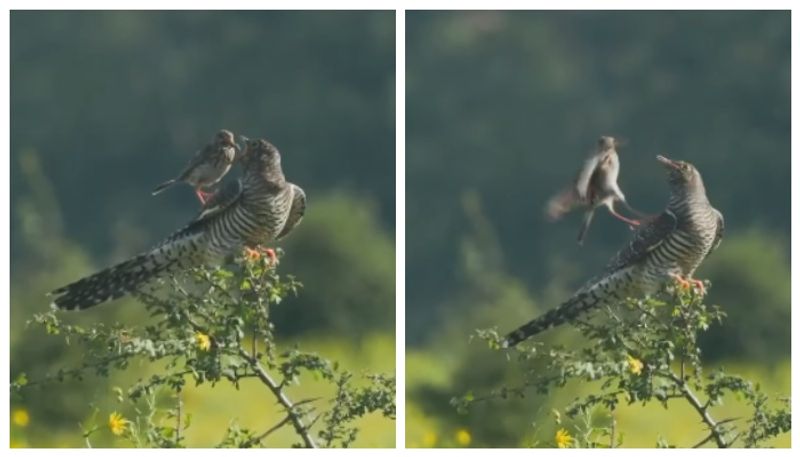 video of a cuckoo carving out a pipit that was fed has gone viral  