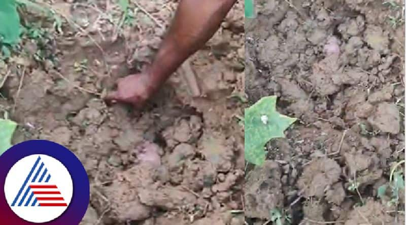 Newborn baby dead body found in the field at kushalanagar kodagu rav