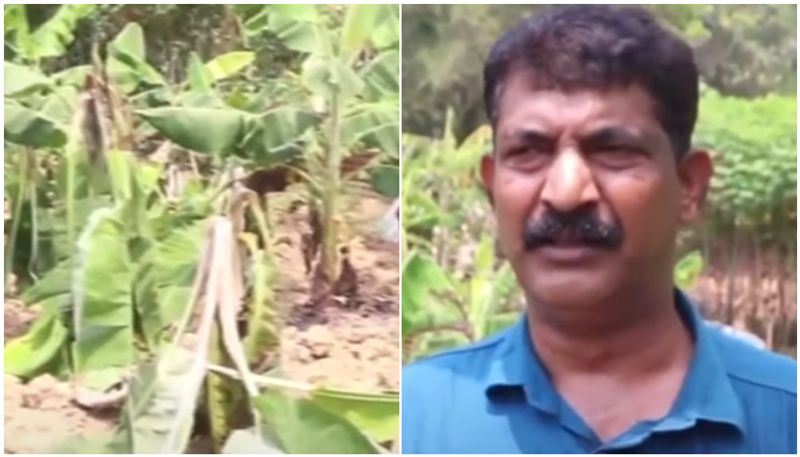 pothencode farmer hundred bananas were destroyed using chemicals 