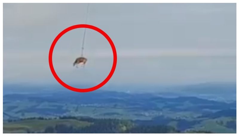 Video of cow being airlifted and taken to veterinary hospital in Switzerland goes viral 