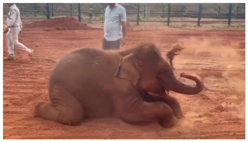 highly injured baby elephant died at mudumalai forest range today vel