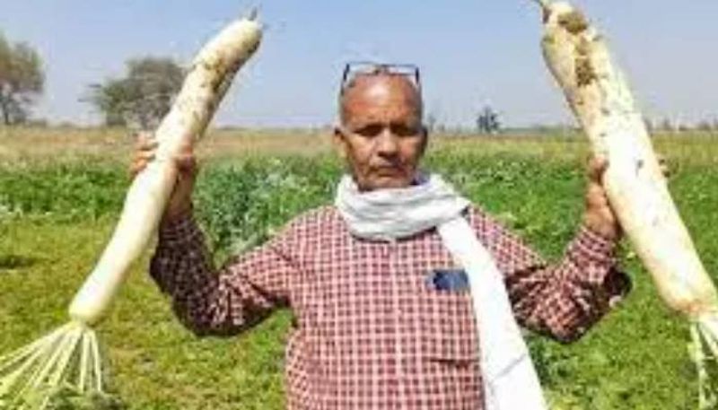 bihar farmer grown huge radish now local sensation rlp