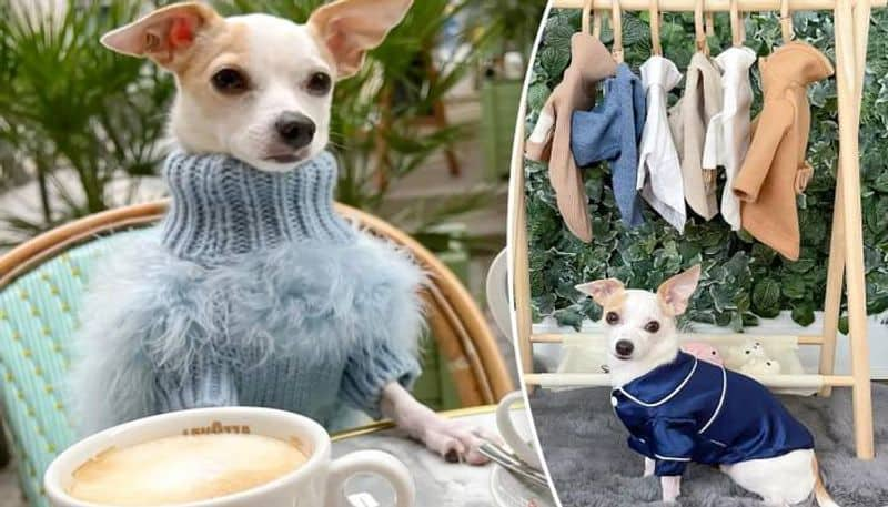 bao influencer dog with 2 lakhs wardrobe rlp 