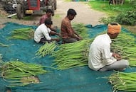 Scientist ditches job for moringa farming, builds thriving organic business, Read more NTI