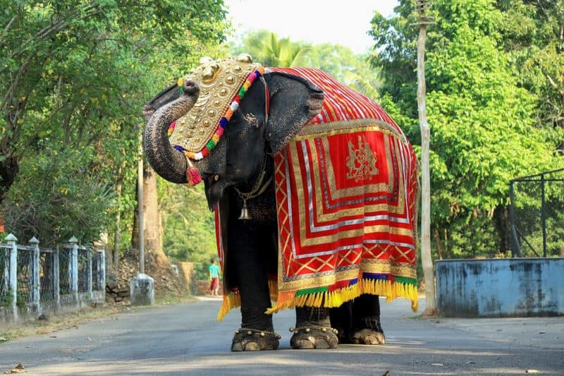 Dharmasthala manjunatha swamy Temple Elephant latha dies of heart atttack on maha shivratri ckm