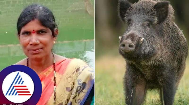 Woman dies in wild boar attack 15 lakh compensation by karnataka govt at bidar rav