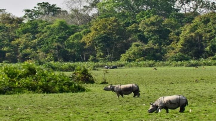 Mother daughter fall from Kaziranga safari jeep in front of rhinos Major accident Video ckm