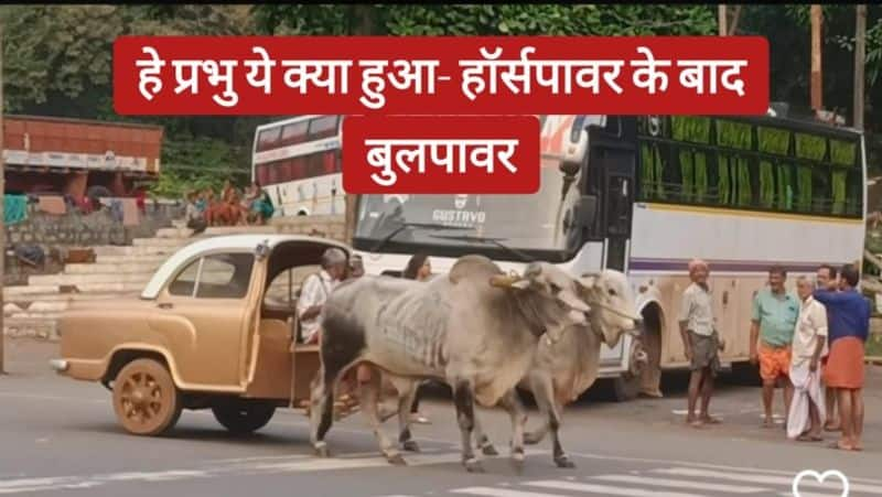 video viral of ambassador car moving with the help of bull zkamn