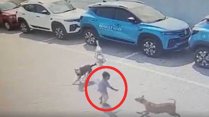  dog attack news