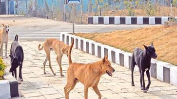 Rajasthan Bikaner News stray dogs in cantt area Naib Subedar two and a half year old son killed XSMN