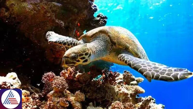 9 dead, 78 severely ill after consuming Sea Turtle meat at Zanzibar, East Africa vkp