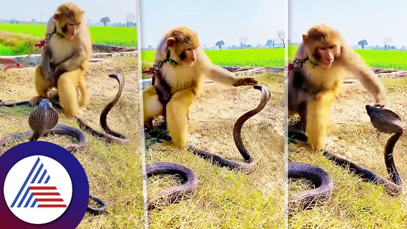 This video goes viral monkey and king cobra shocked internet